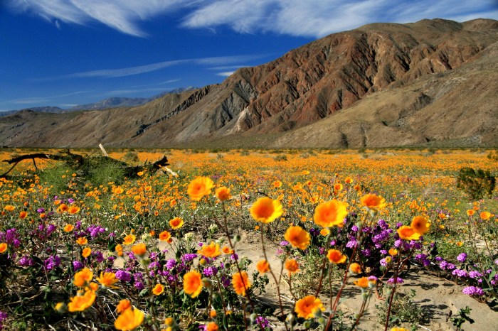 Anza borrego desert state park california